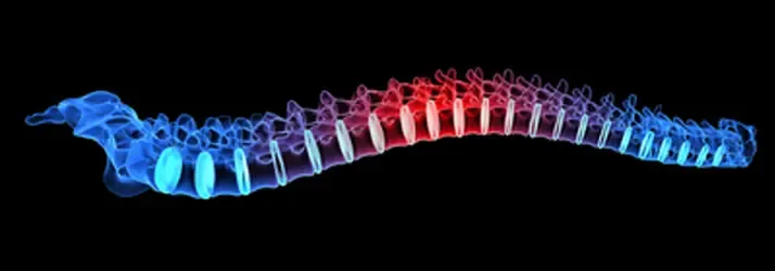 Graphic showing the entire spine in bright blue and red colors.